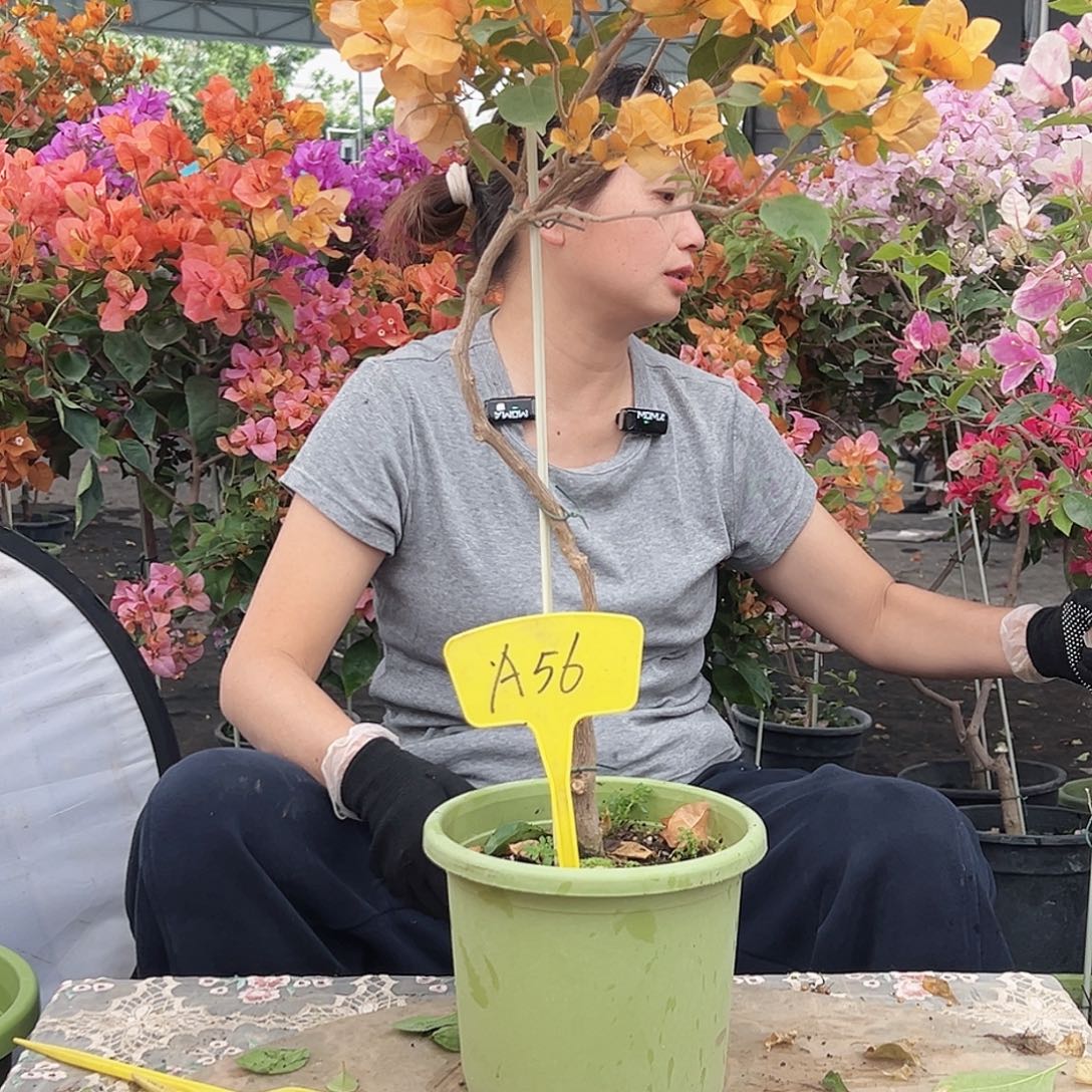 宏***足大部分花苞少量开放A56金色光辉