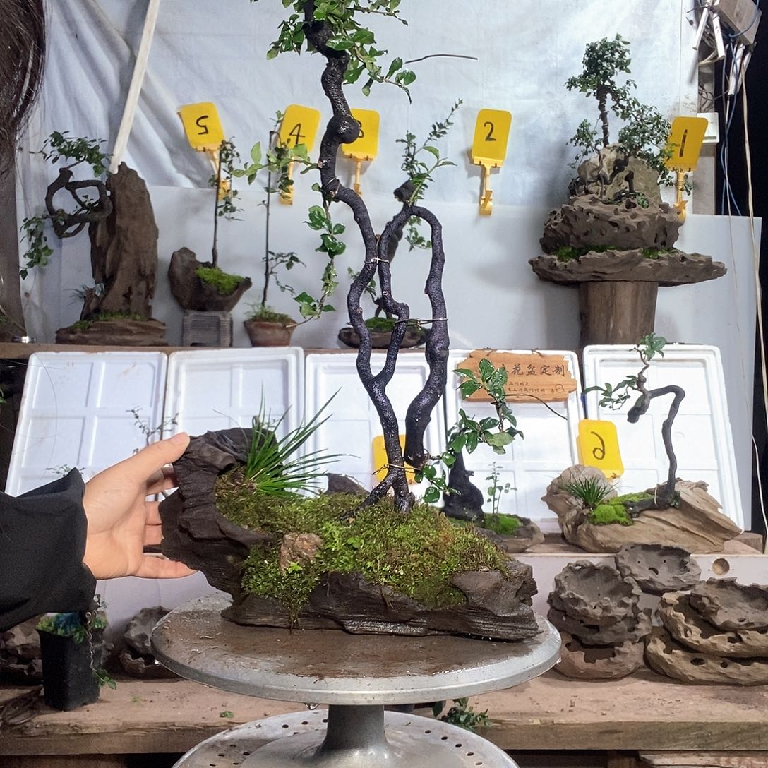 完全开放金弹子123455