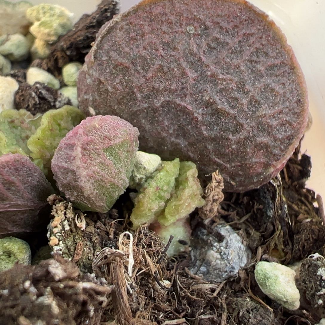 实生新品大苗多肉植物水泡