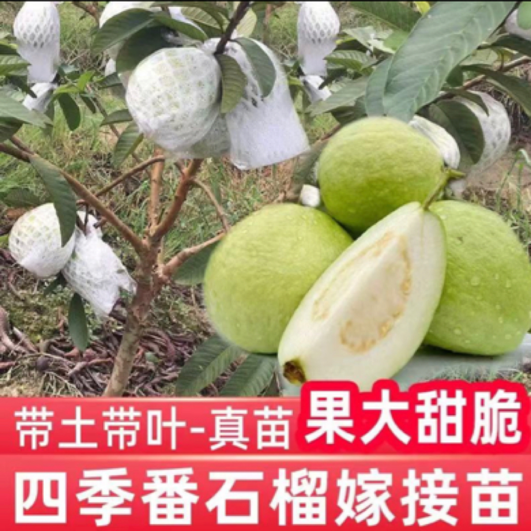 珍珠芭乐番石榴树苗 四季结果高产品种 盆栽地栽都可以