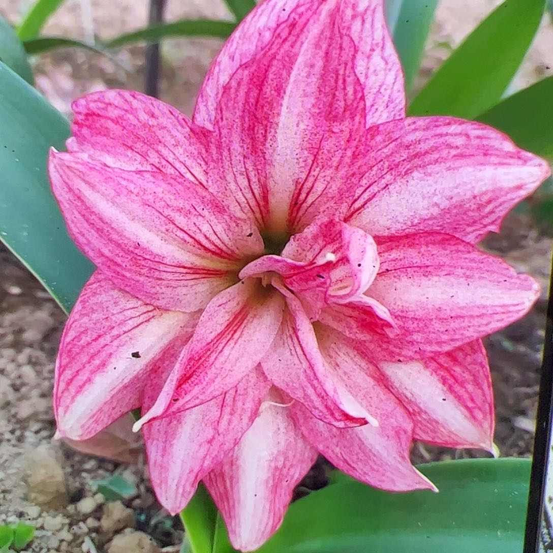 朱顶红星沙飞舞2号