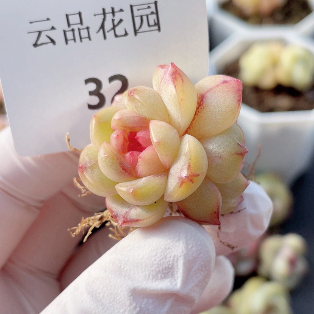 32号糖心冰心珍妮