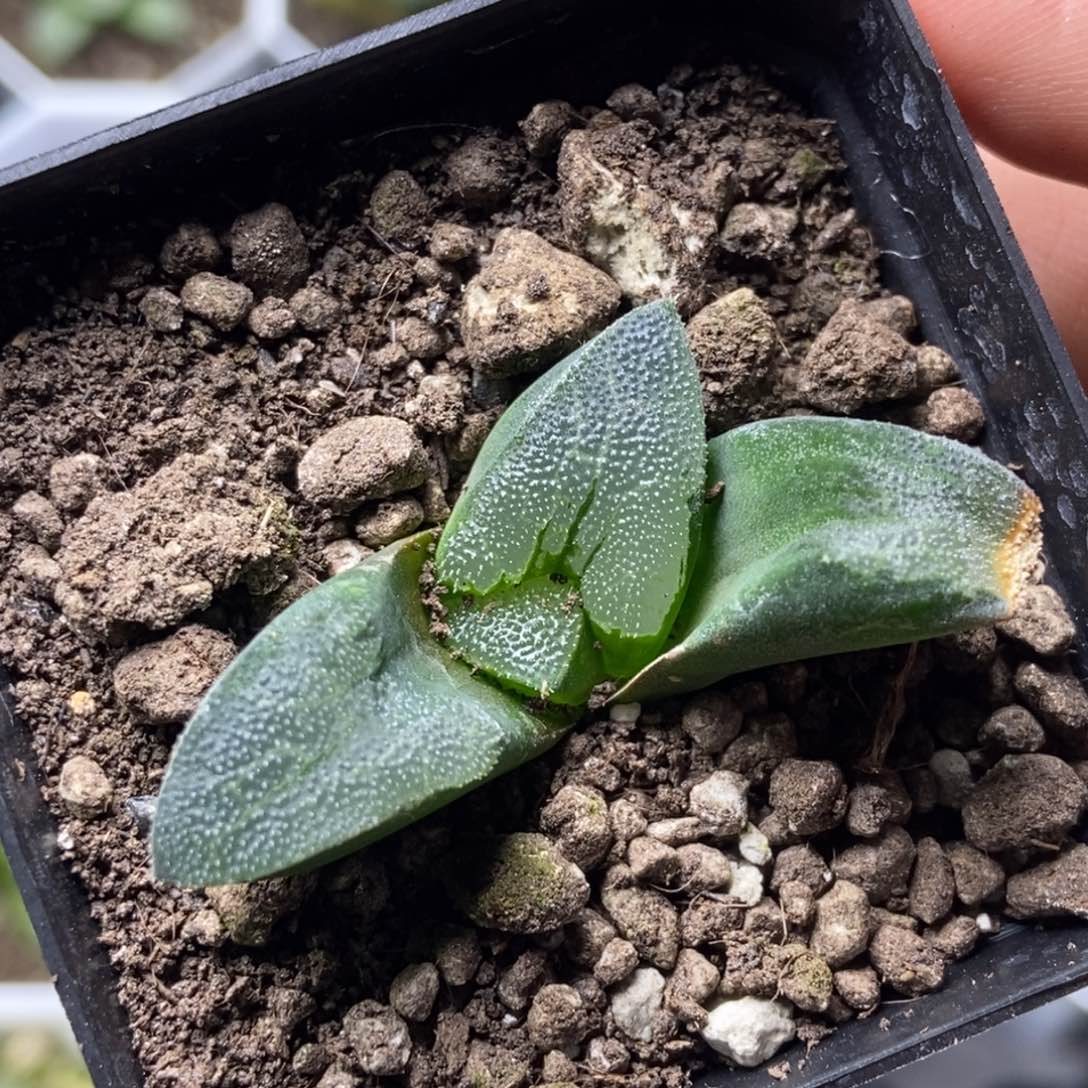 是是是是是是是是是寿