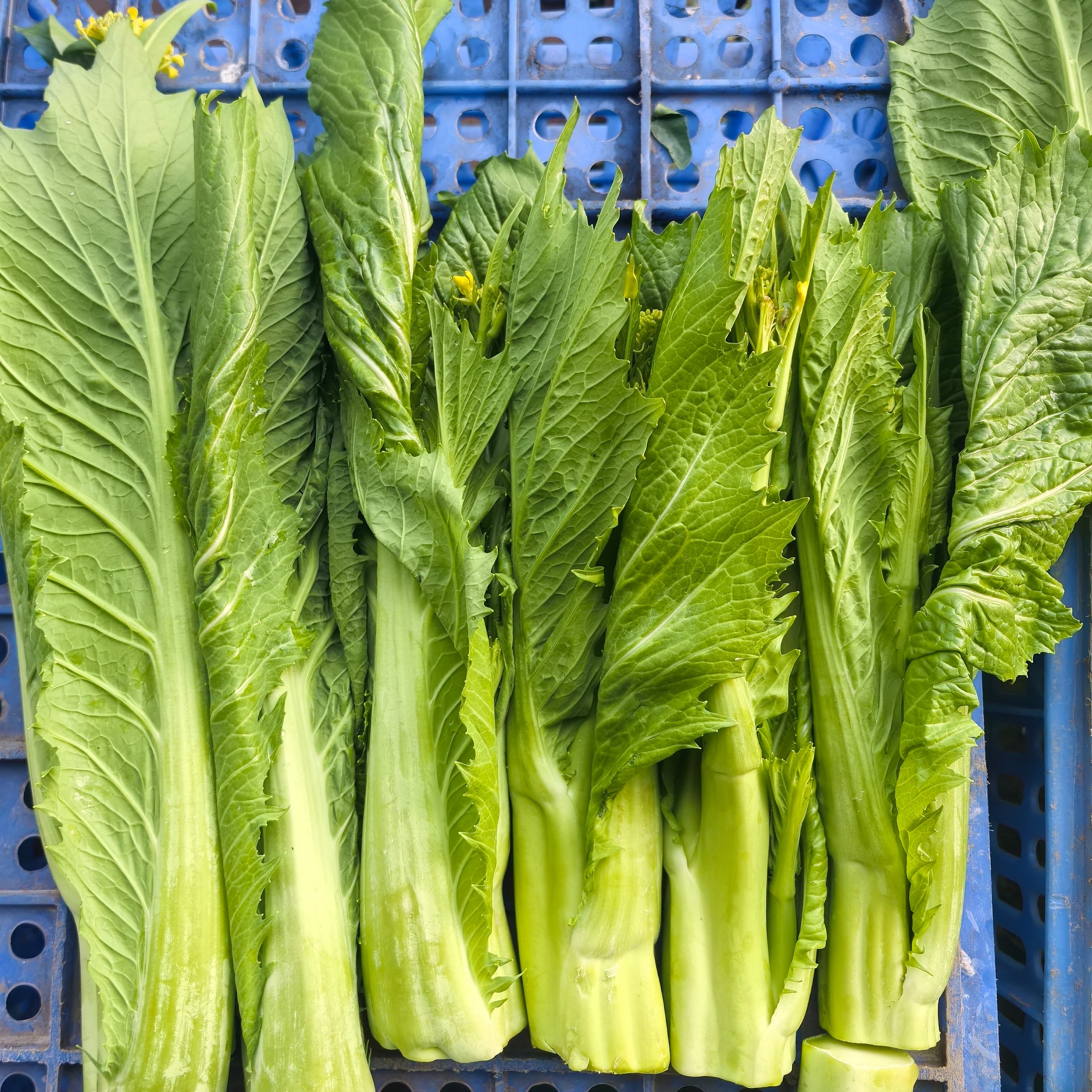 【甘甜丑样高脚芥菜心】净重3斤起，农家蔬菜有机肥种植