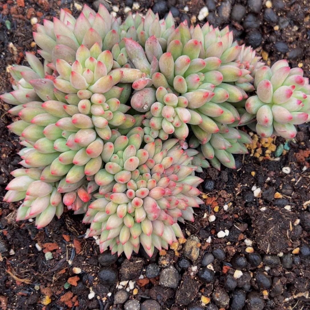 ?**?黄体言字一颗发货