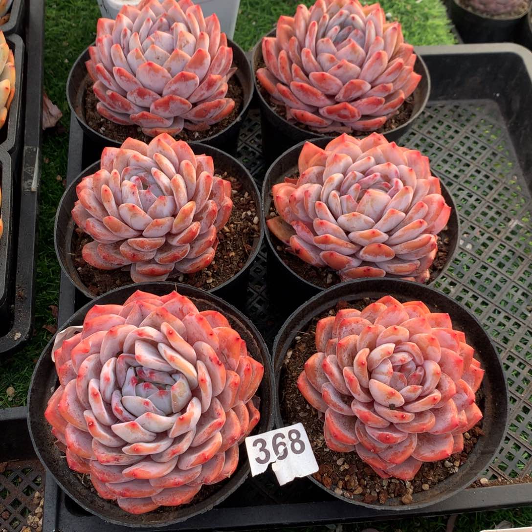 368橙子多肉植物组合