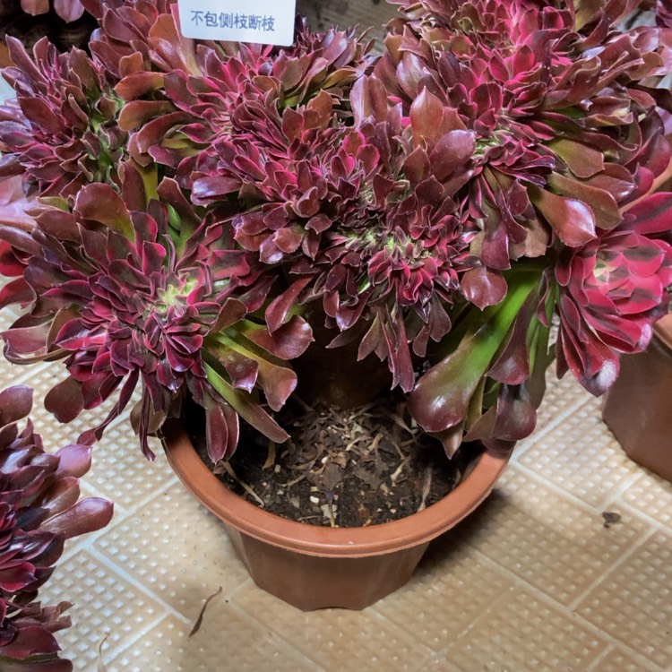 【闪购商品】柠*4907多肉