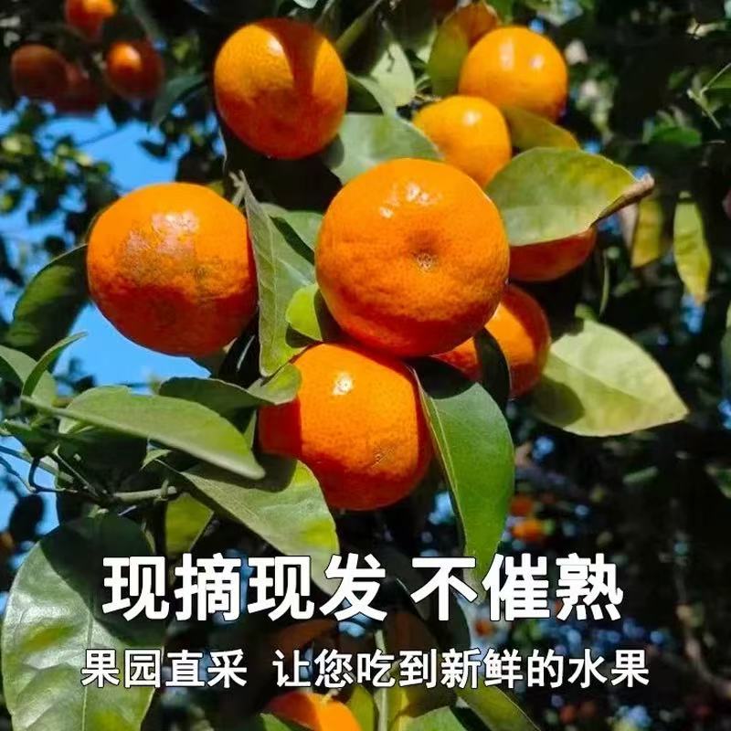 【广西正宗砂糖桔】广西正宗砂糖桔皮薄多汁甜新鲜时令2025新鲜水果