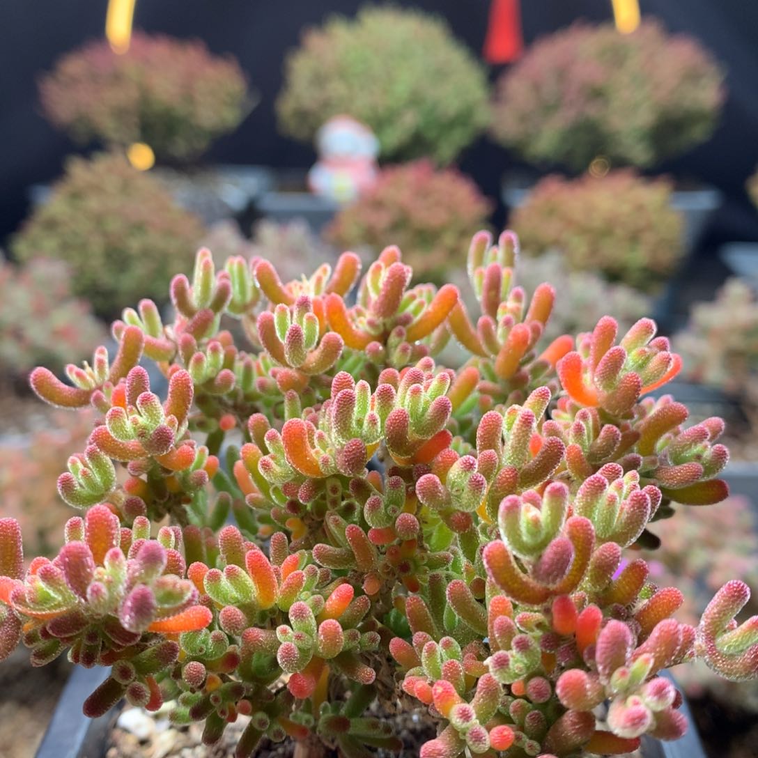 B343冰川枝干番杏