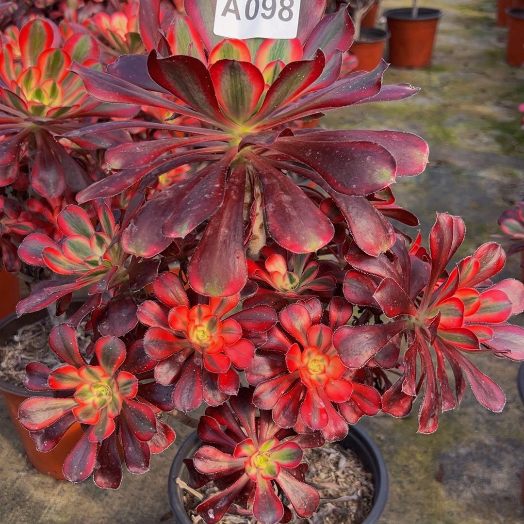 静***靜无花朵丽娜优选098