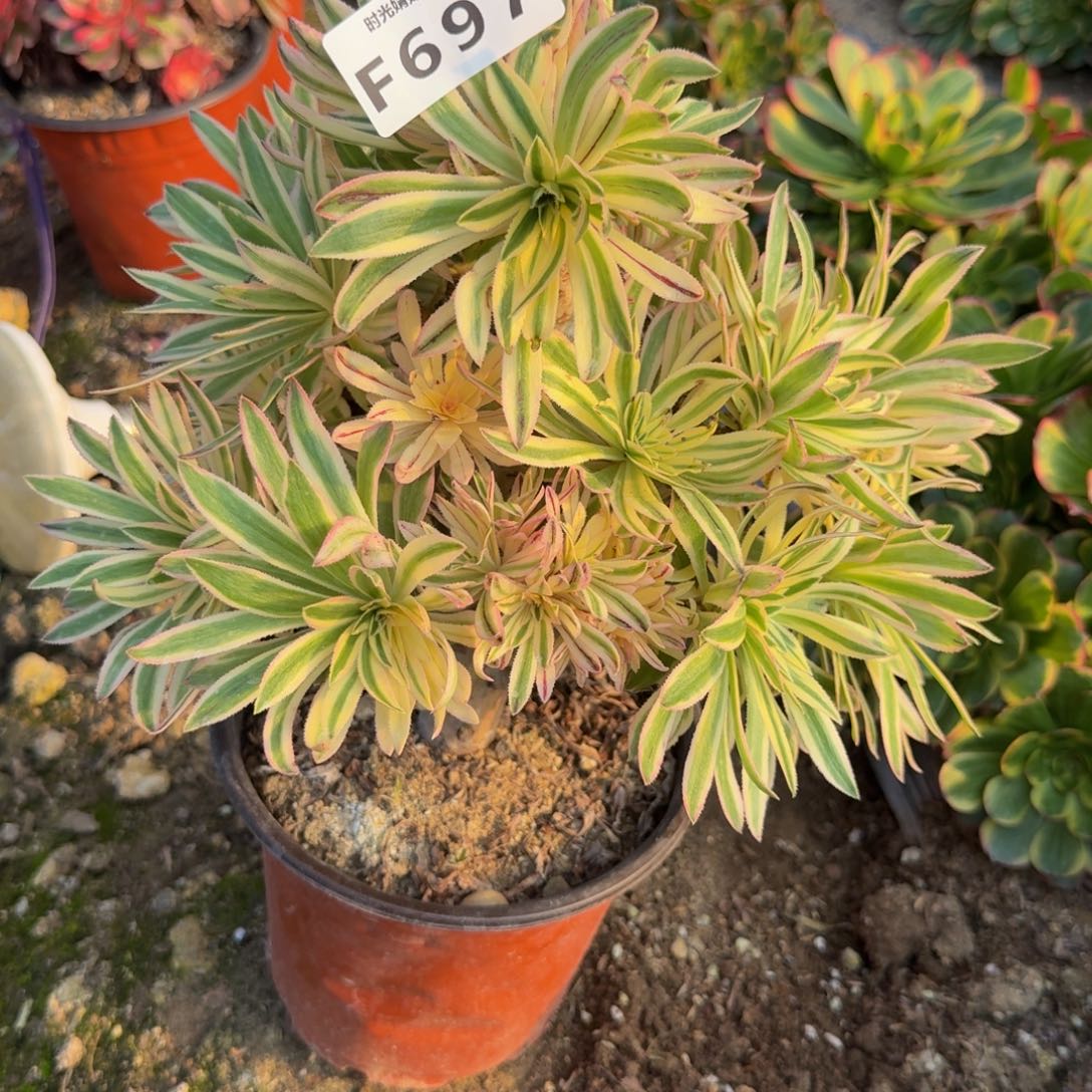 697夕颜。多肉植物