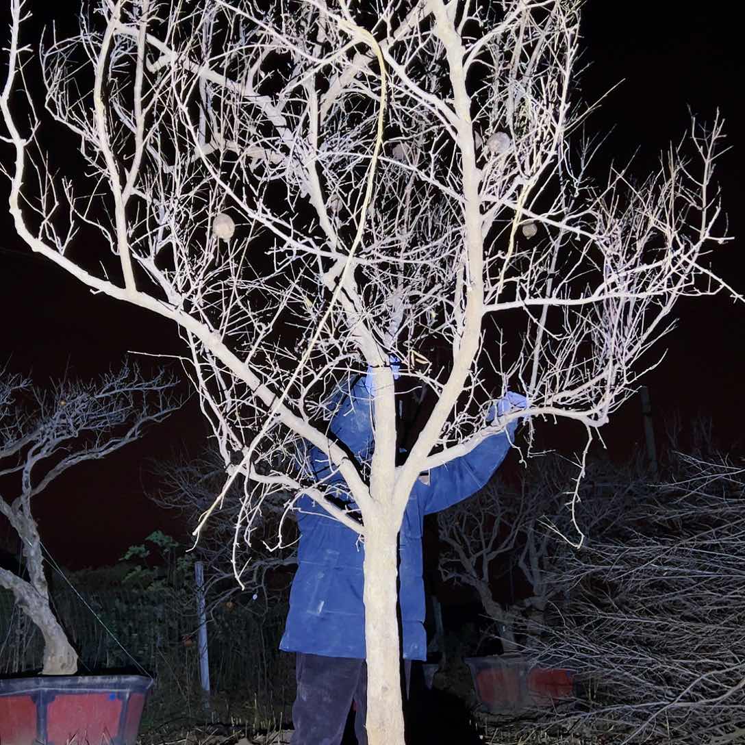 无花朵健健康康快快乐乐