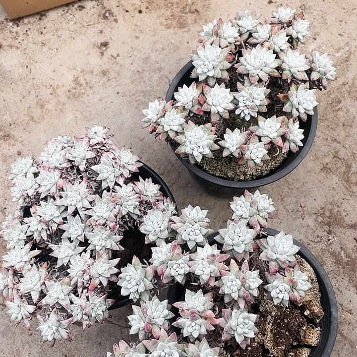 白菊3盆70元8888888888