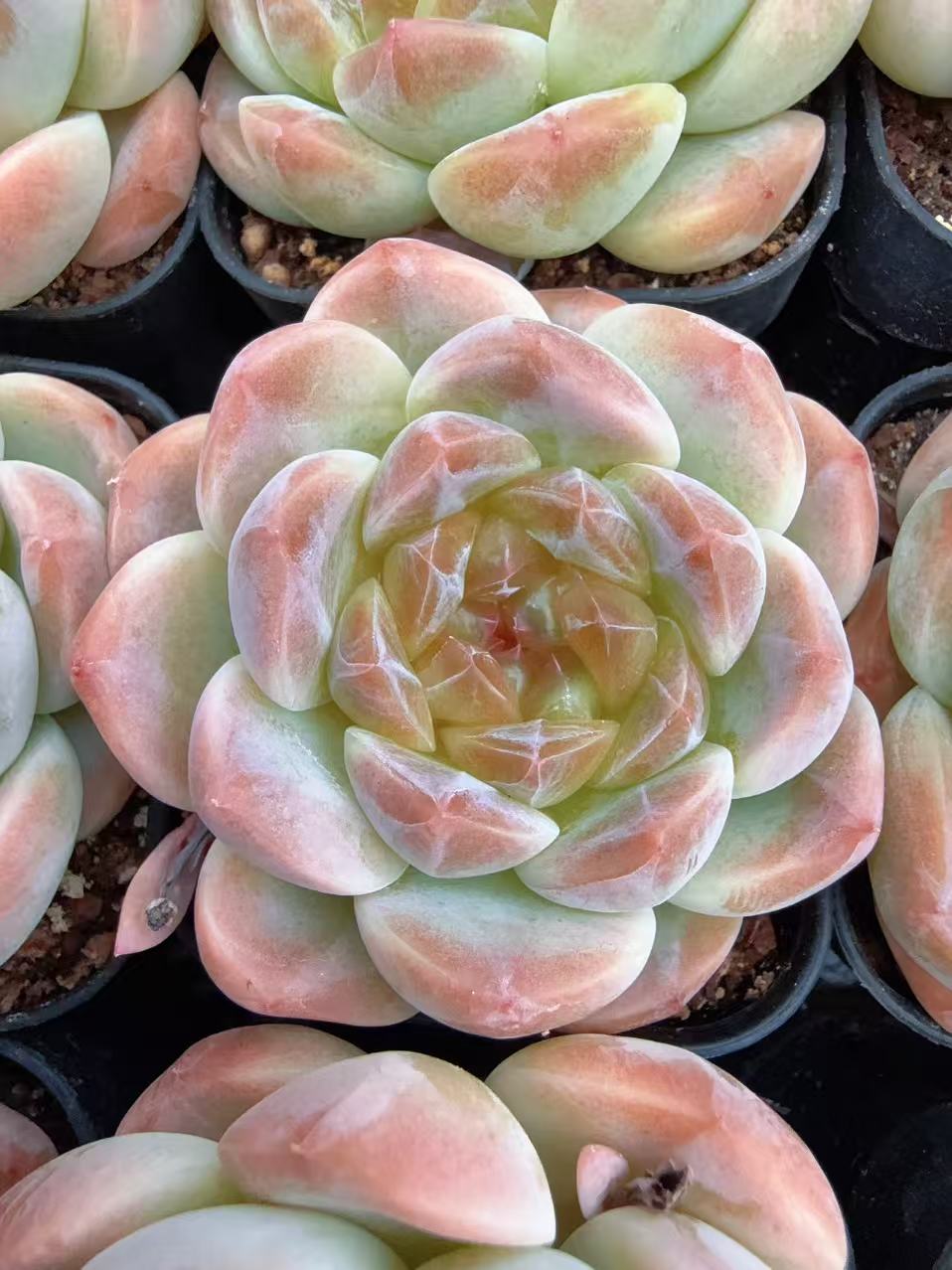 透色流心薄荷珍妮单头（4-7cm）脱土