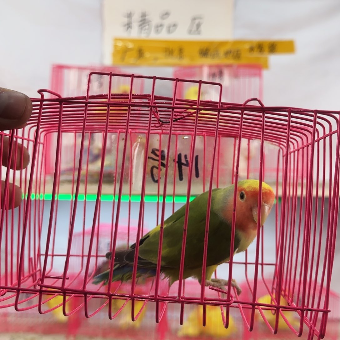 丢***丢虎皮鹦鹉一物一拍