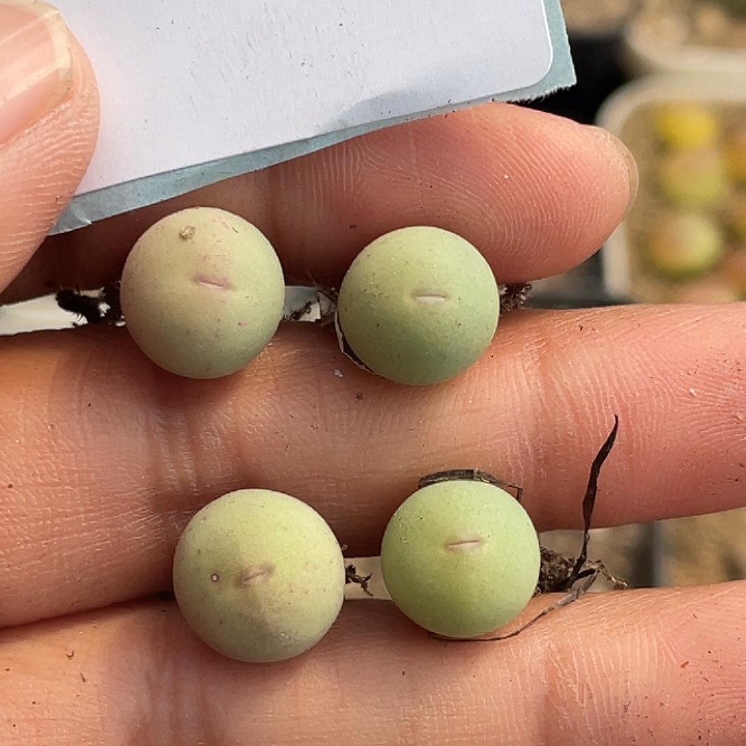 9-27红嘴鸽子蛋多肉植物