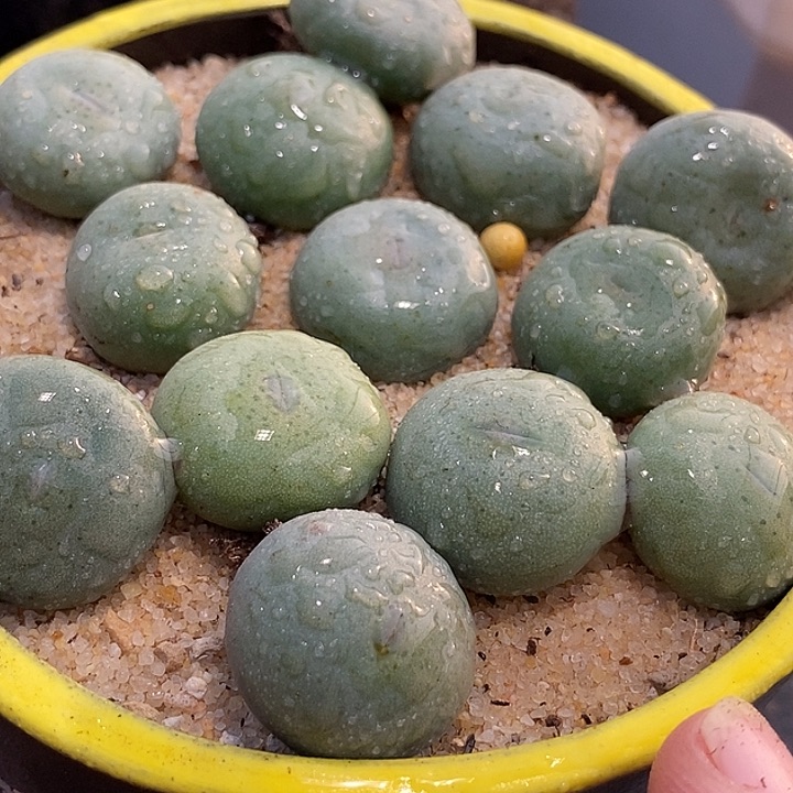 超大小拳拳一颗       