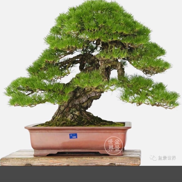 红叶黄栌绿植一物一拍既拍既付，本店不包邮绿植盆栽盆景黄栌盆景