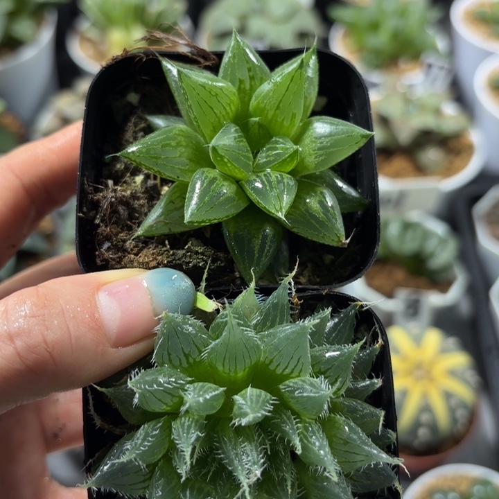 玉露寿+琉璃三角多肉植物