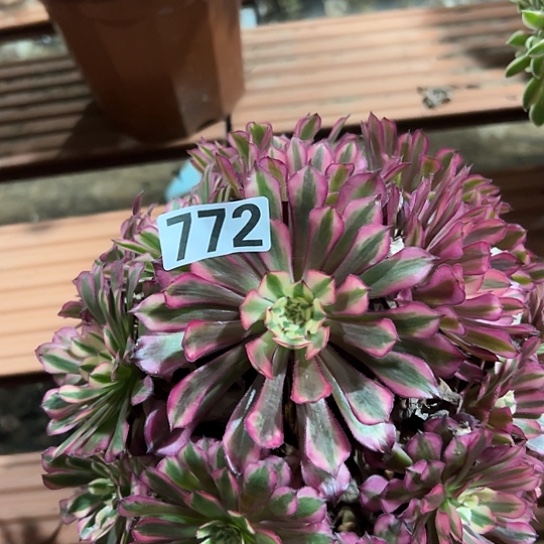 笑***开多肉植物一个仙子772