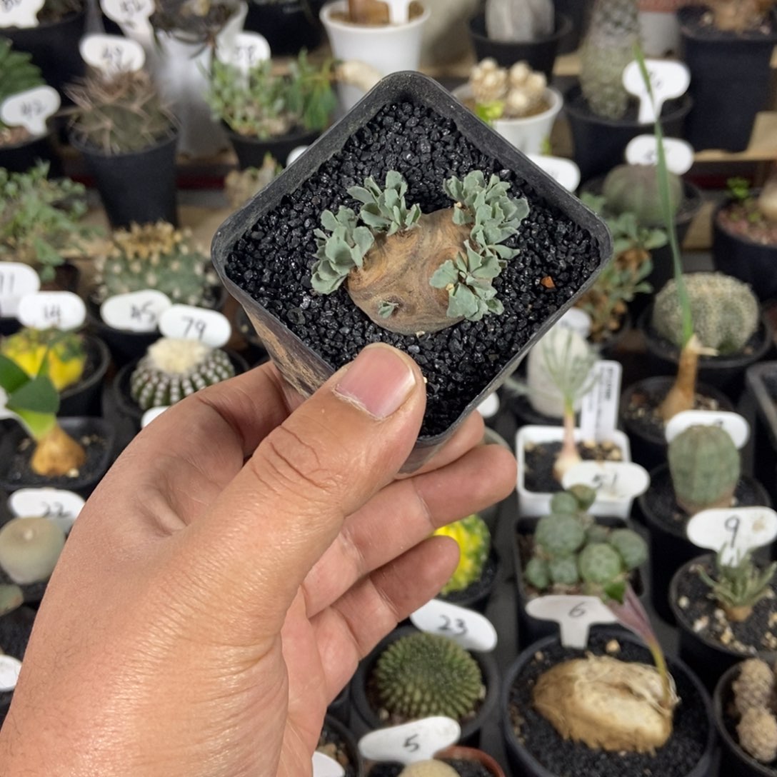 格加厚敦菊一物一拍