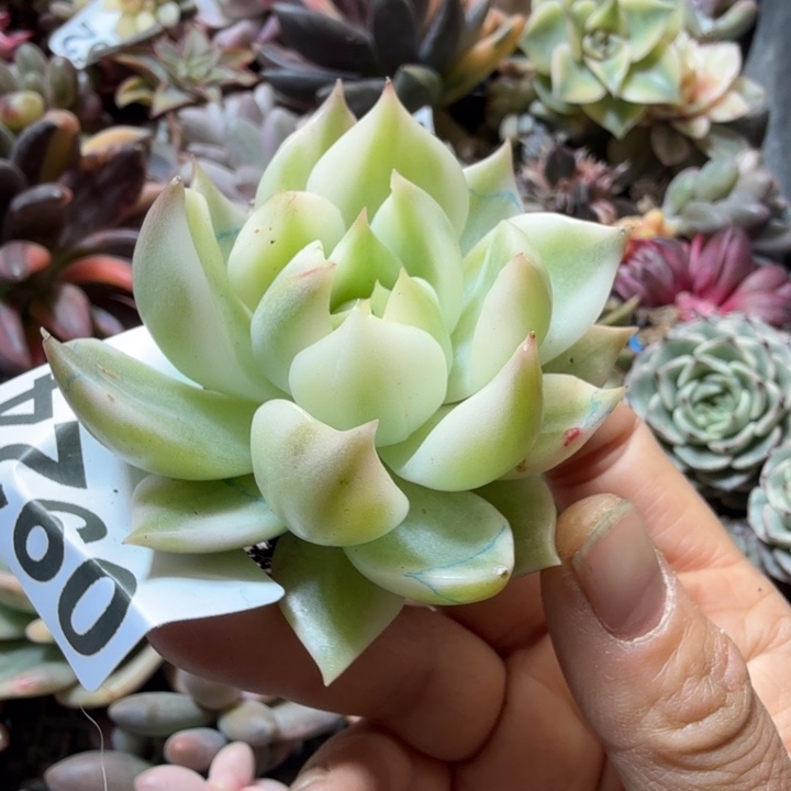 灵魂多肉植物满18包邮当场凑单