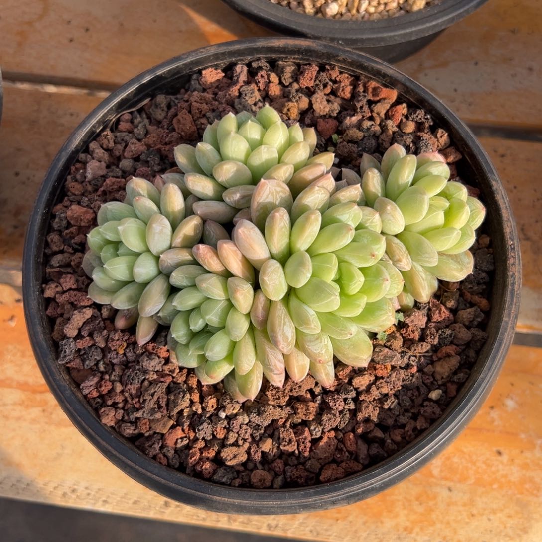 多肉百达翡翠【非偏远地区满18包邮】