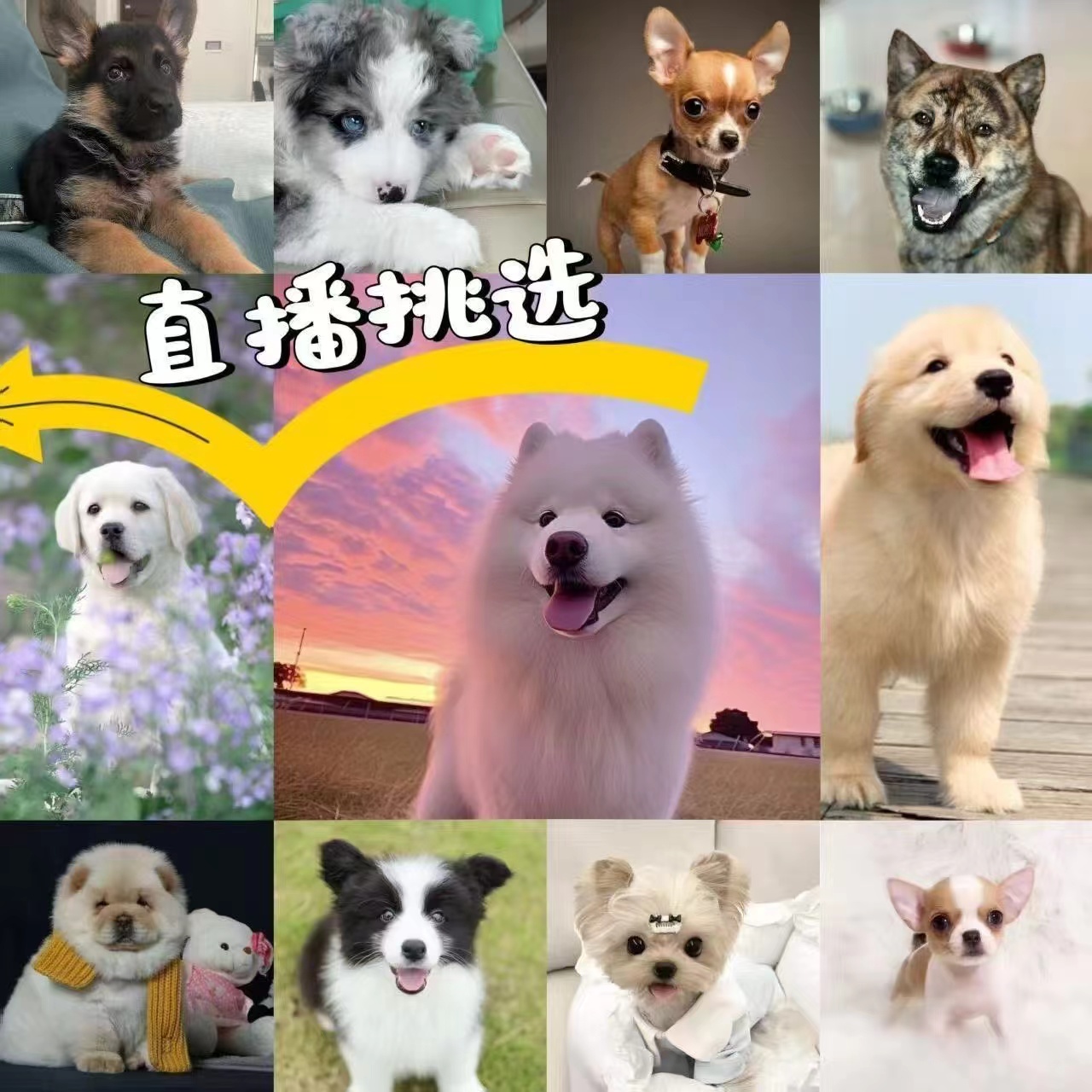 直播挑选狗博美金毛比熊柴犬金毛德牧泰迪柯基边活物小狗幼犬活体