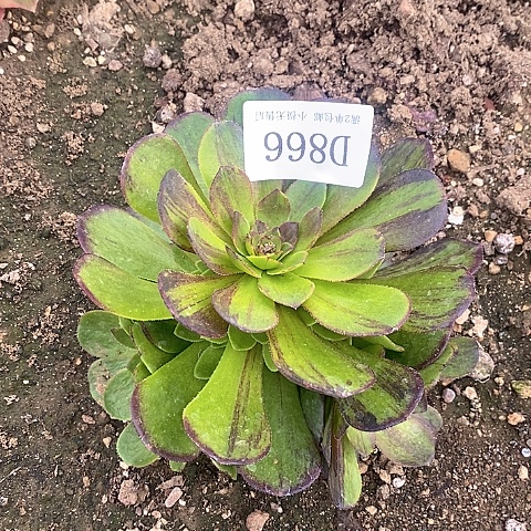 866花月夜多肉法师锦