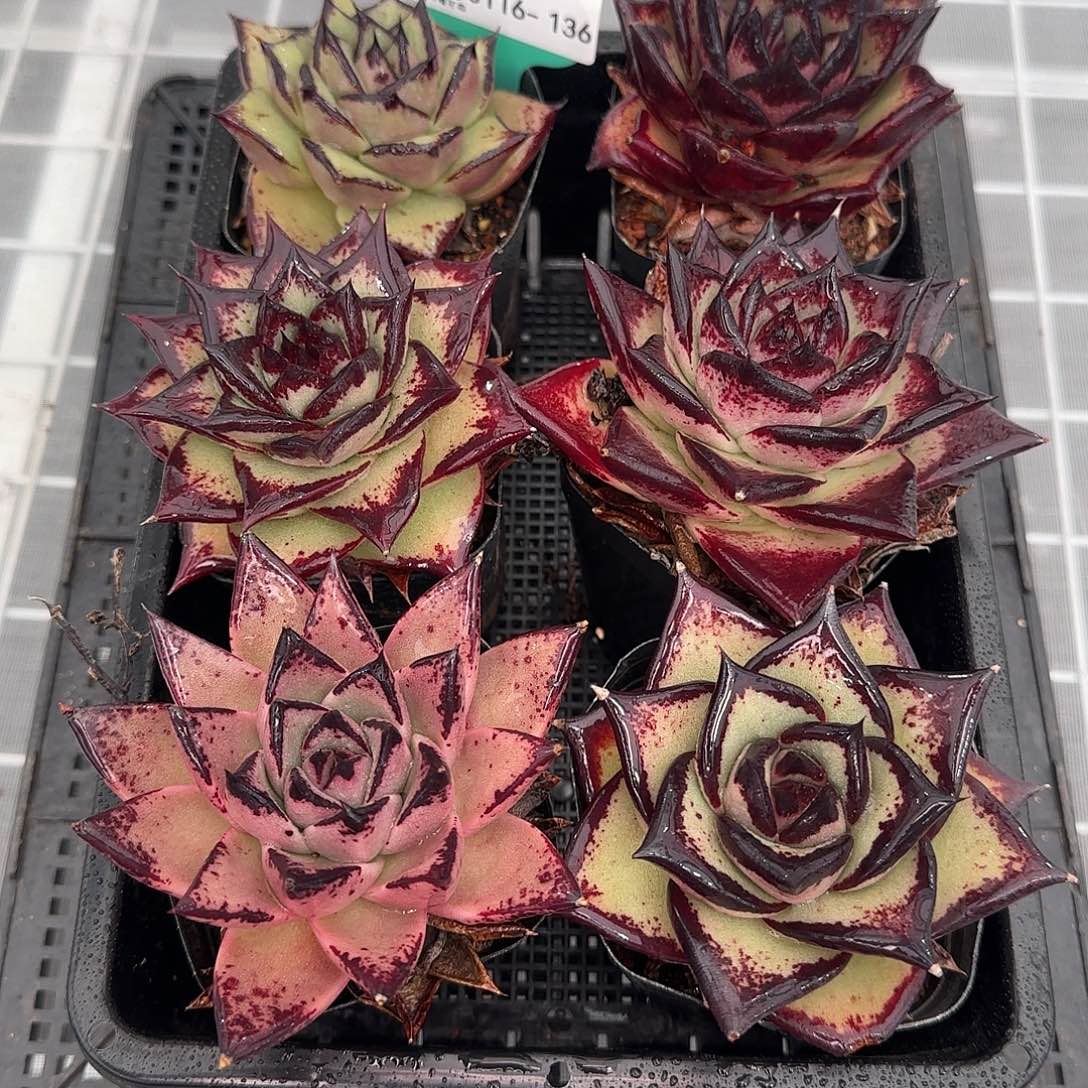 从前慢花园精选0116-136