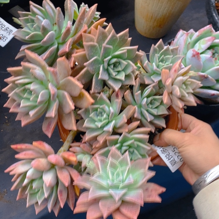  夏悅多肉0225-84红色黄昏