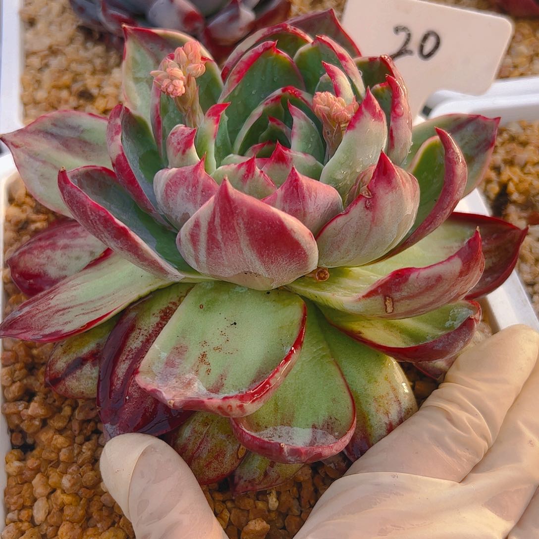 叮**剧惊鸿仙子一物一拍20号