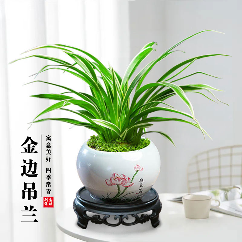 金边吊兰盆栽室内桌面茶几好养花四季常青办公室花卉绿植开花植物