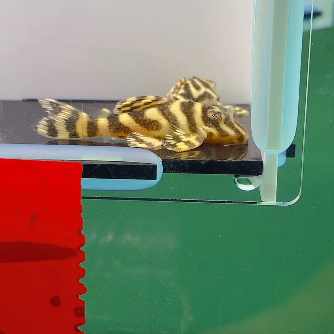 清道夫鱼皇室异型24号