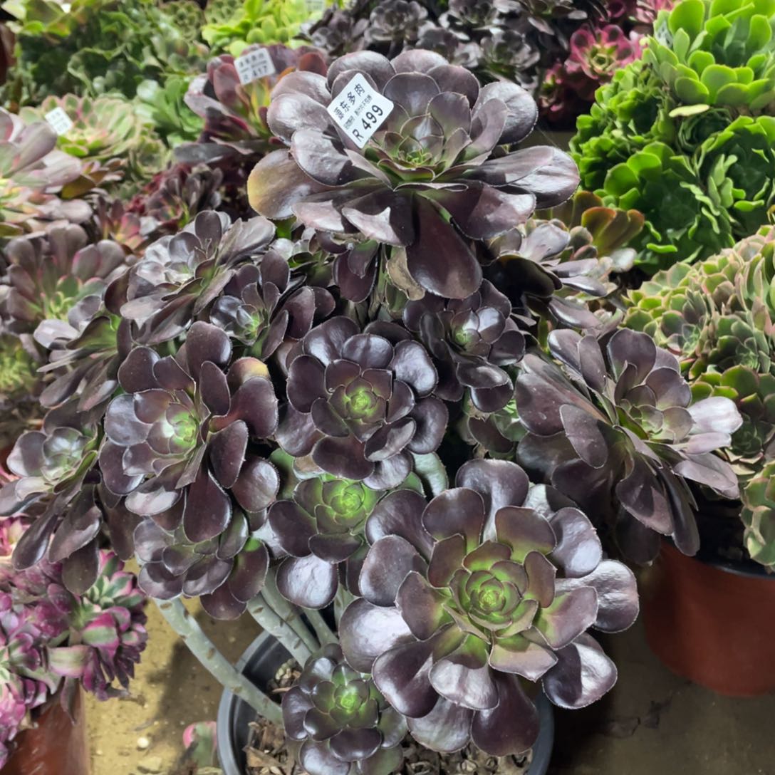 499黑豆多肉法师断枝不包