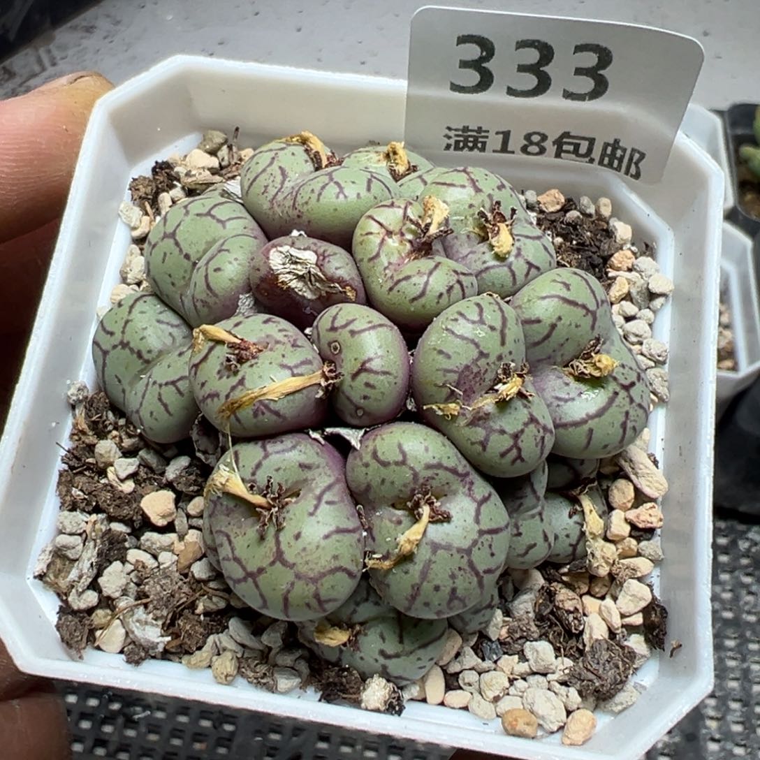 【闪购商品】 333。   瑕疵