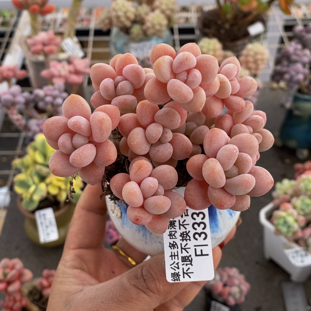 鱼子酱333/8cm的肉