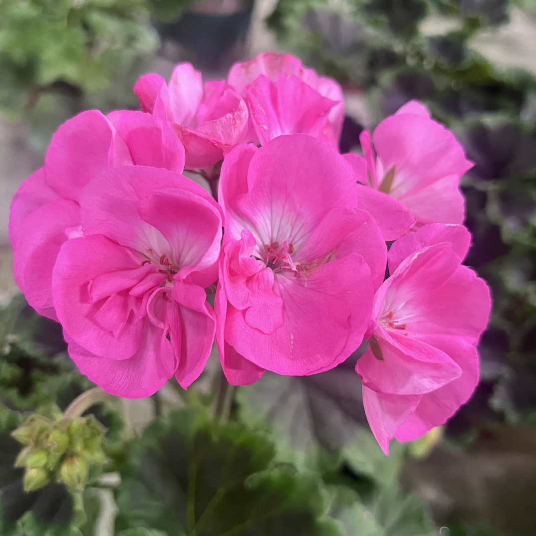 花叶《巧克力粉》直立天竺葵