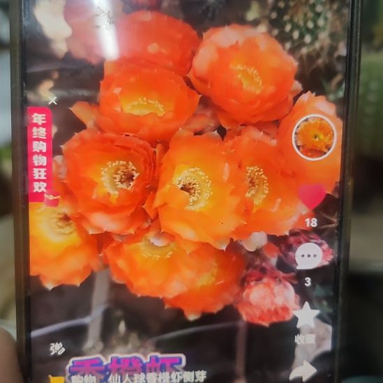 仙人球香橙虾侧芽