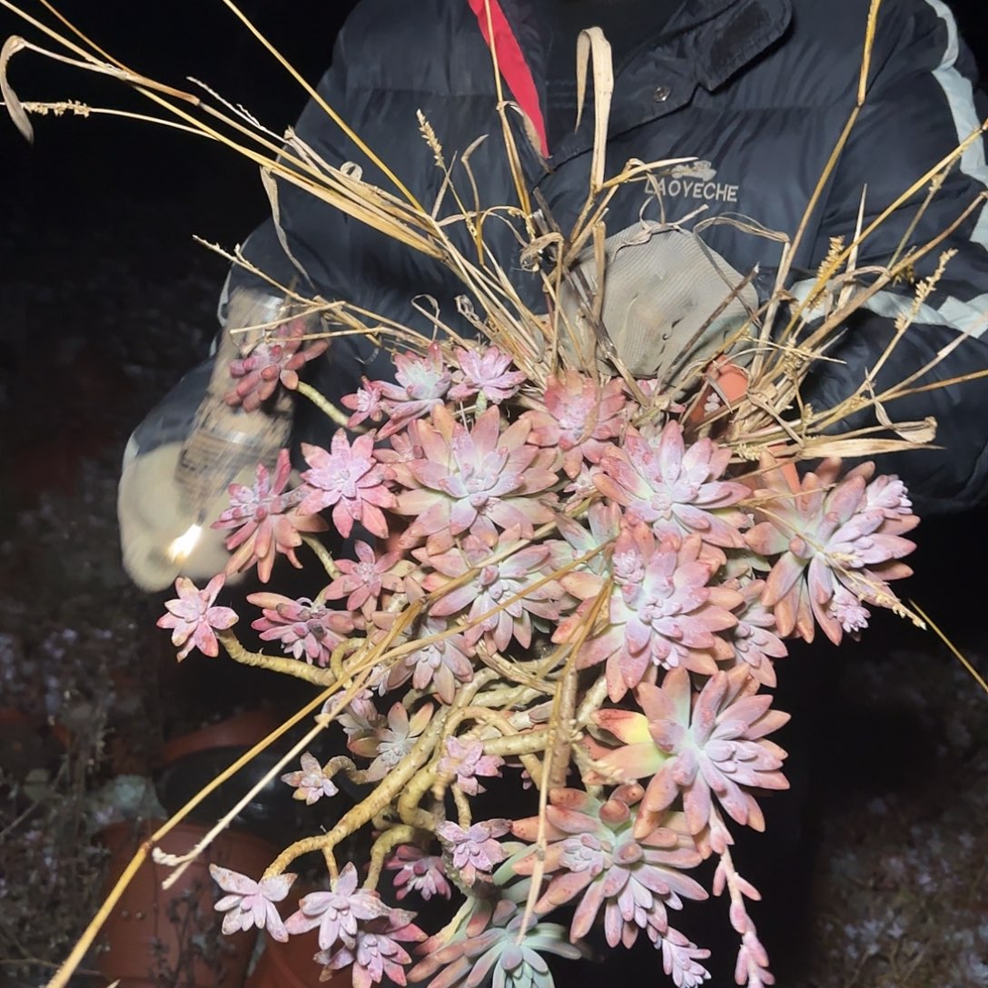 盆栽秋丽多肉多肉