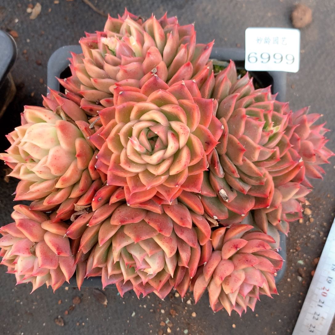 6999不包整散掉头不售后