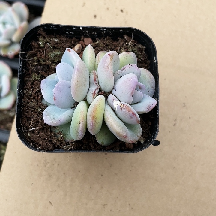 韩版奶茶12.8一盆88888