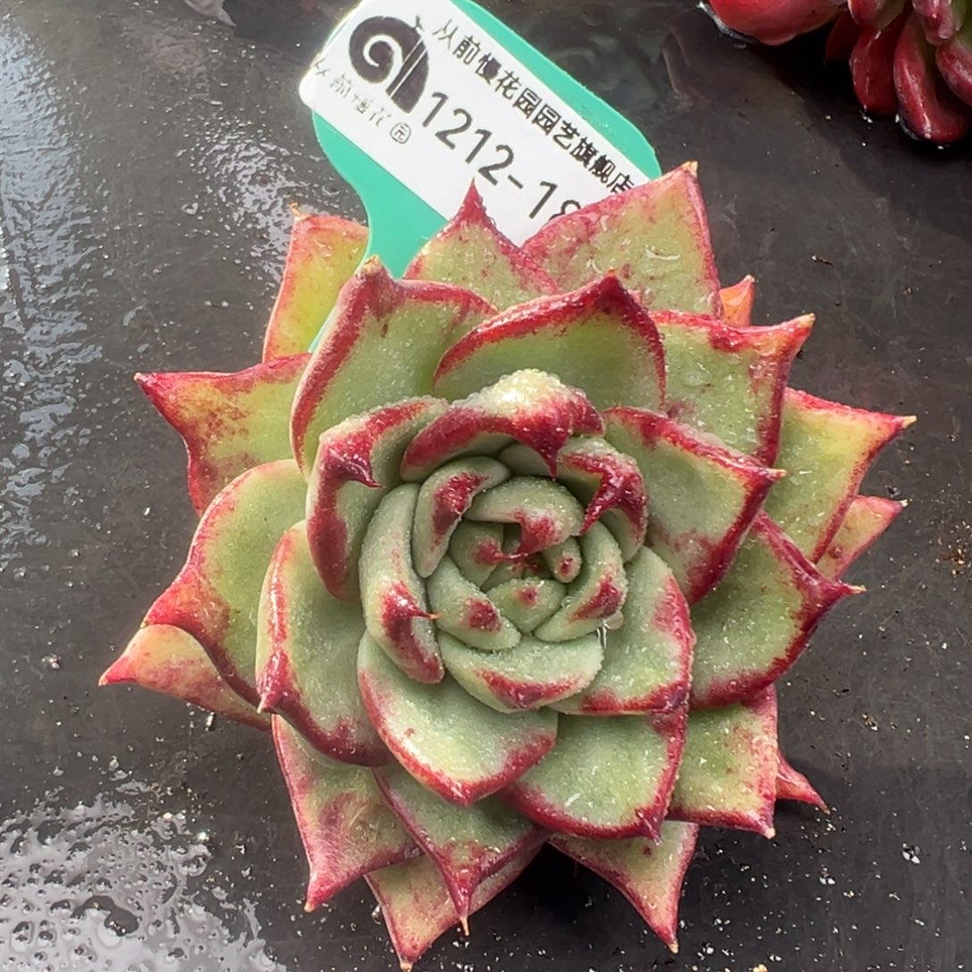 从前慢花园多肉编号1212-188