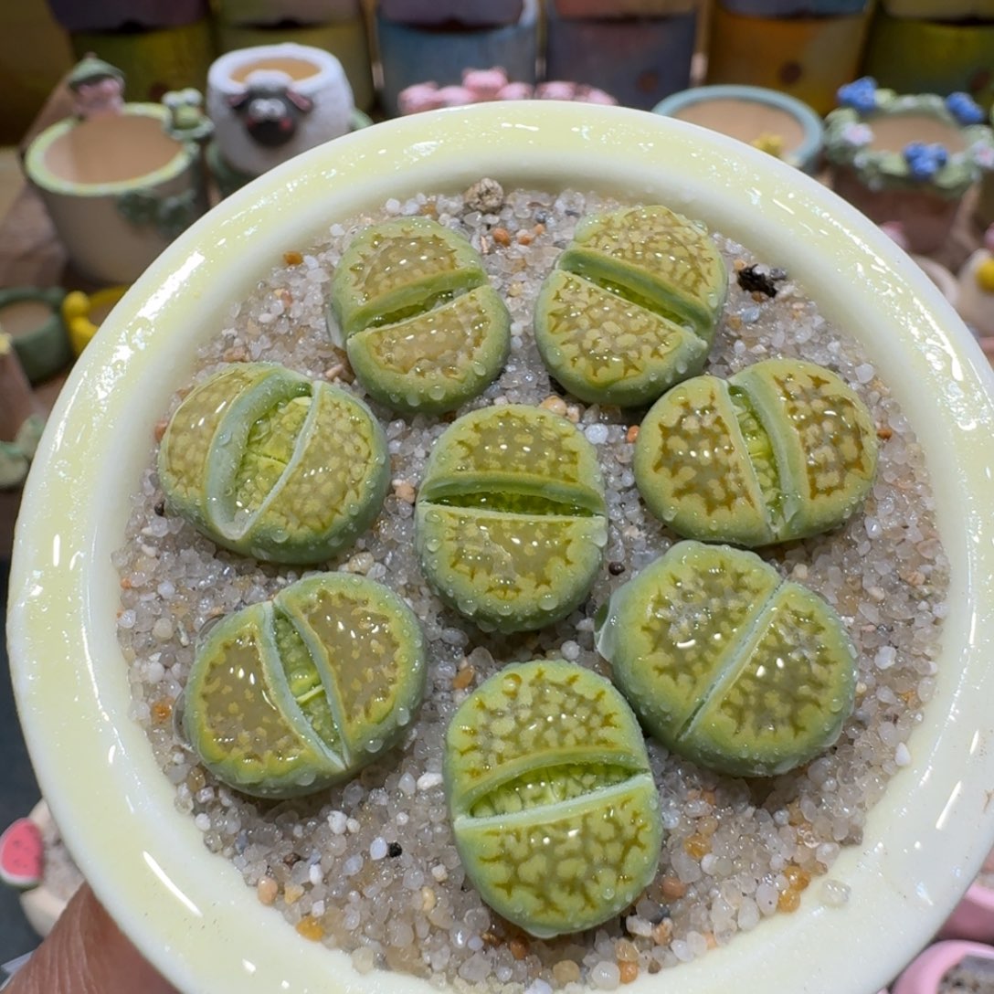 蘑菇1087黄巴厘多肉植物