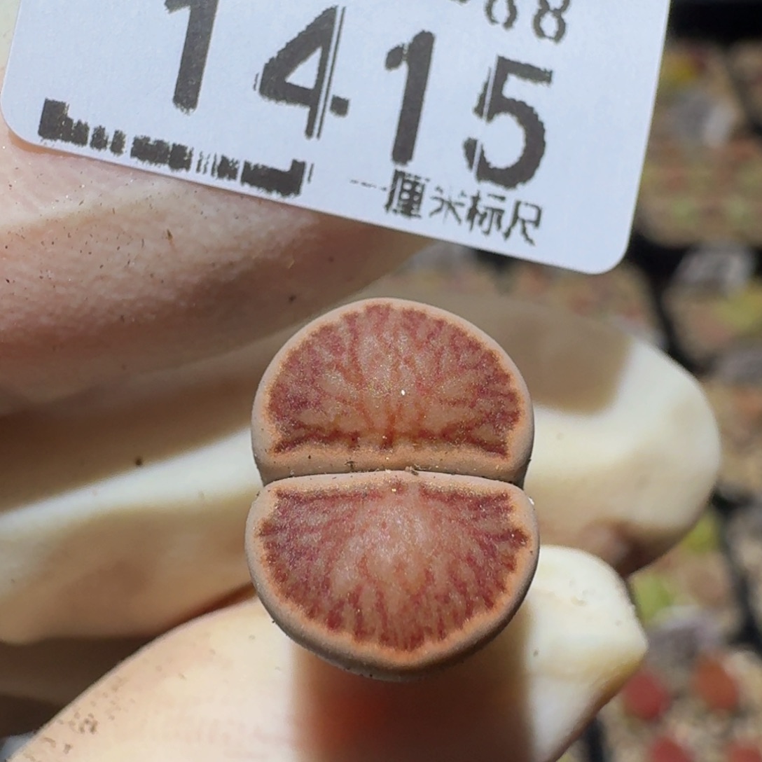 Ssss精品生石花1415