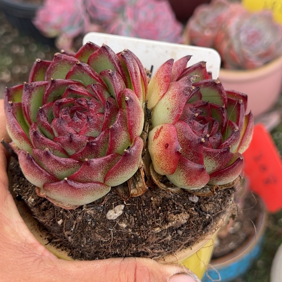 万宝龙惊鸿一物一拍包装收缩花旱