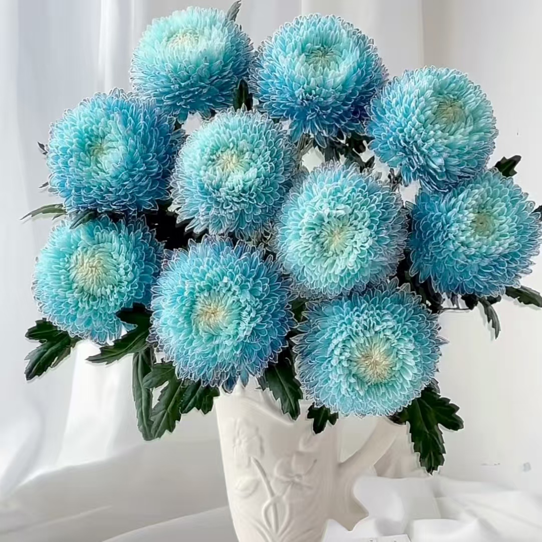 5枝青花瓷牡丹菊(吸色) (两单发顺丰或京东快递)