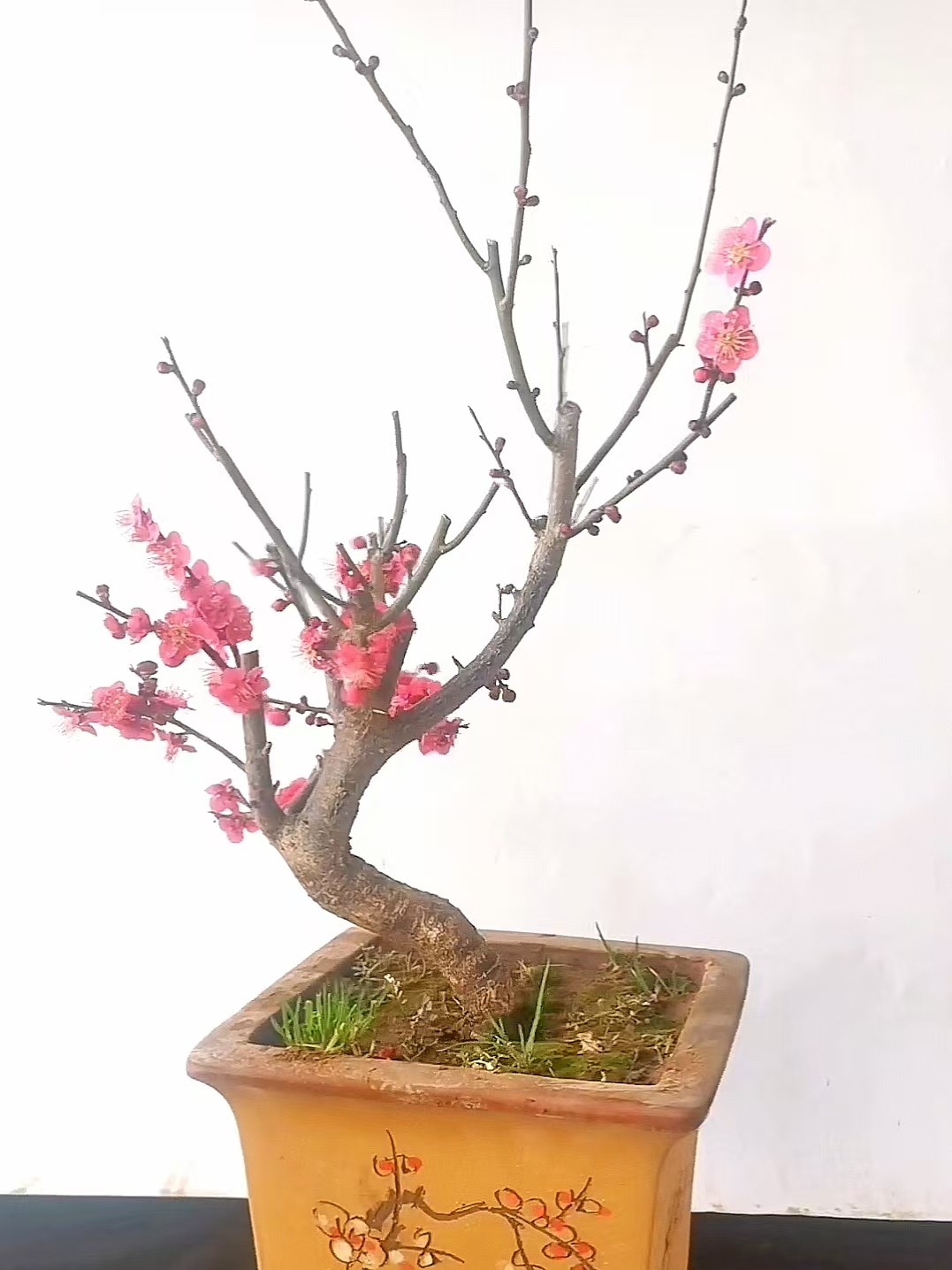 耐寒梅花盆景老桩四季可养庭院阳台室内外花卉植物多品种红梅绿梅