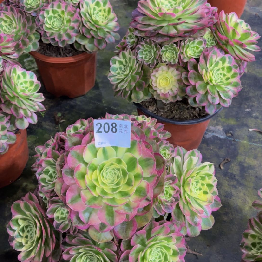 多肉玉滋00000000208