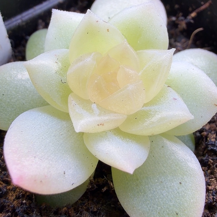 冰岛四公分盆口独家